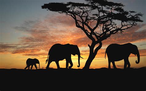 48 HD Africa Wallpapers For Desktop And Mobile