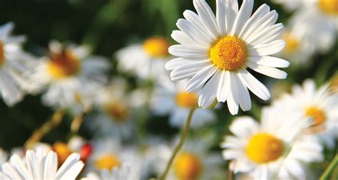 48 Types of White Flowers   ProFlowers Blog