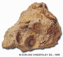 4BG BIOMED: Rocas sedimentarias