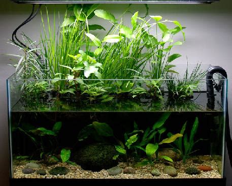 5 beautiful indoor water plants