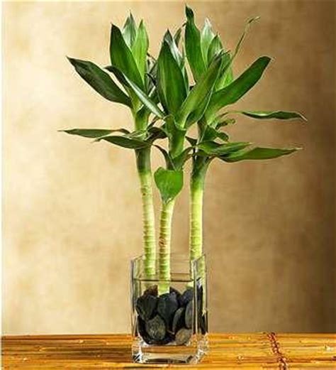 5 beautiful indoor water plants