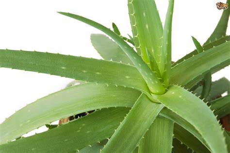 5 common houseplants and flowers that are most toxic to ...