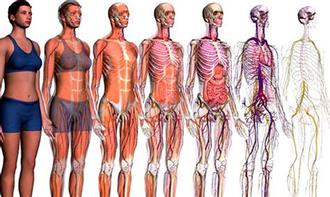 5 curiosidades sobre el cuerpo humano | 10 Curiosidades