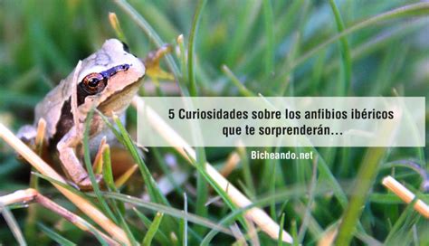 5 Curiosidades sobre los anfibios ibéricos que te ...