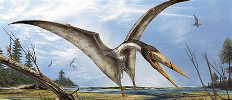 5 datos que no sabías de los Pterosaurios   Omicrono