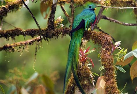 5 espectaculares aves exóticas   Batanga