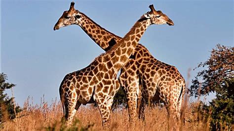 5 fascinantes curiosidades sobre las jirafas