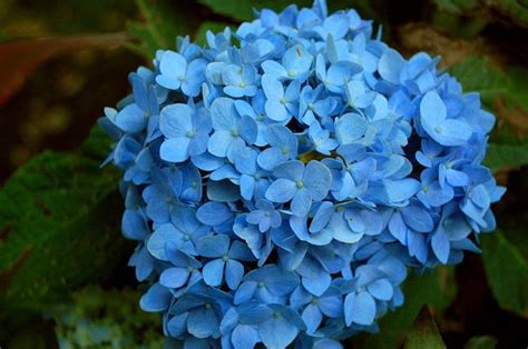 5 flores azules para el jardín   pisos Al día   pisos.com