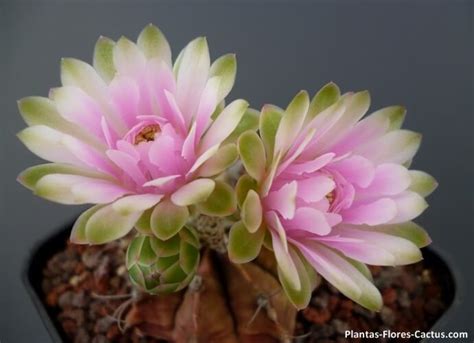 5 Flores de cactus que no conocias – Blog de Cactus | PFC