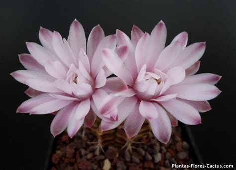5 Flores de cactus que no conocias – Blog de Cactus | PFC