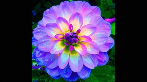 5 flores mais bonita do mundo  fotos    YouTube