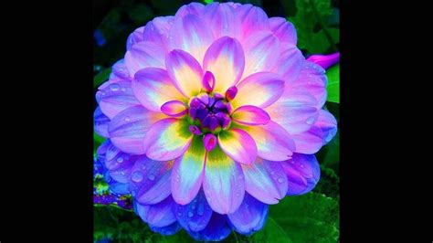 5 flores mais bonita do mundo  fotos    YouTube