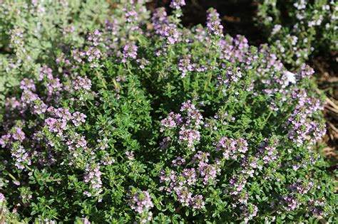 5+ Great Aromatic Plants for the Garden   New York ...