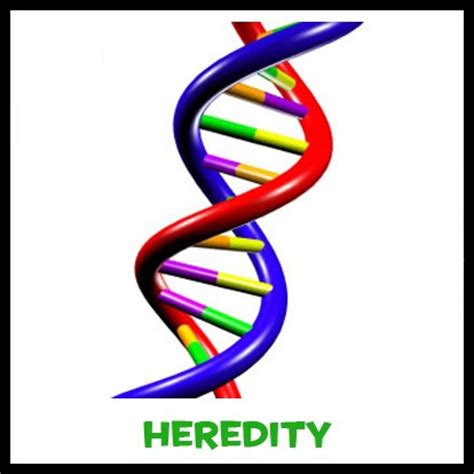 5 Heredity   Lava Ridge 7th Grade Science
