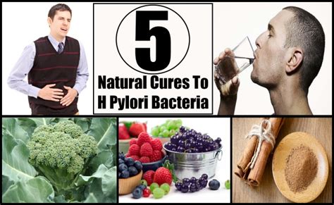 5 Natural Cures For H Pylori Bacteria   How To Cure H ...