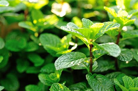 5 plantas de olor para un jardín pequeño y aromatico