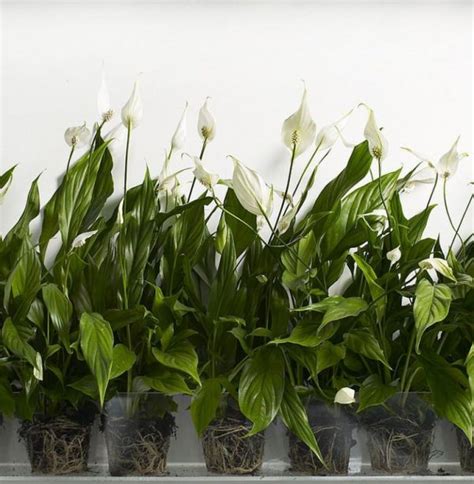 5 plantas que absorben humedad ambiental