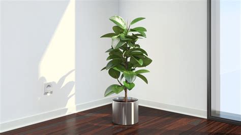 5 plantas que debes tener en casa para limpiar el aire ...