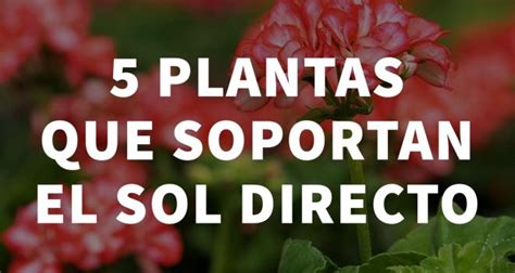 5 plantas que soportan el sol directo