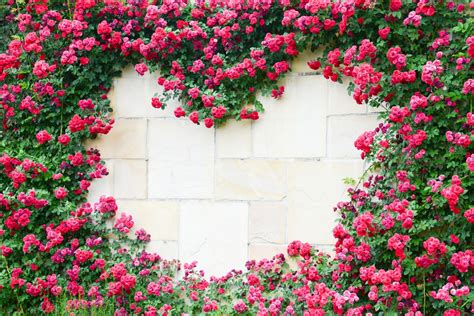 5 plantas trepadoras con flores rosas | FloraQueen