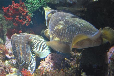 5 razones por las que conocer el Aquarium de San Sebastián