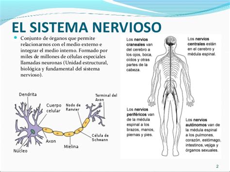 5. Sistema Nervioso