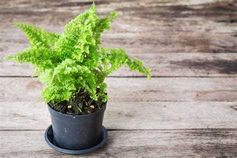 5 tipos de plantas ideales para el interior de la casa