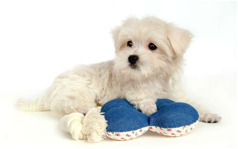 50+ Cute Dogs Wallpapers | Dog Puppy Desktop Wallpapers ...