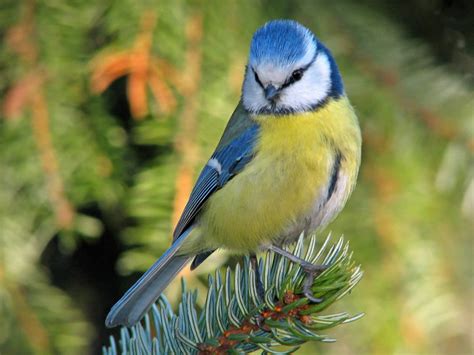 50 fotografías de los pájaros del jardín adorable y color ...