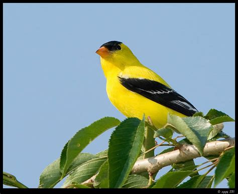 50 fotografías de los pájaros del jardín adorable y color ...