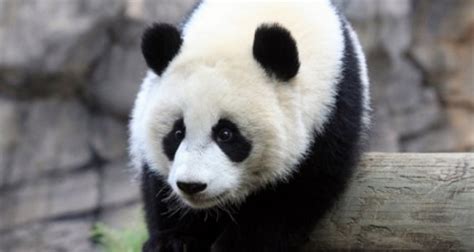 + 50 imágenes para WhatsApp de dulces osos panda muy ...