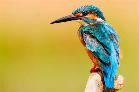 507 Colorful Bird Pictures · Pexels · Free Stock Photos
