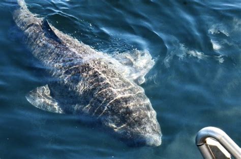 512 year old Greenland shark may be the oldest living ...