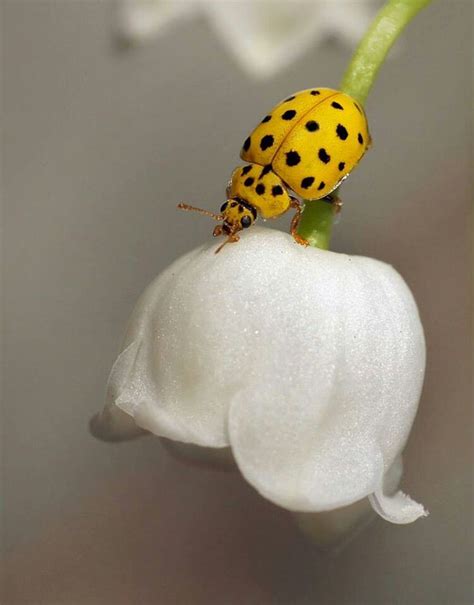 52 best Ladybugs images on Pinterest | Ladybugs, Beautiful ...