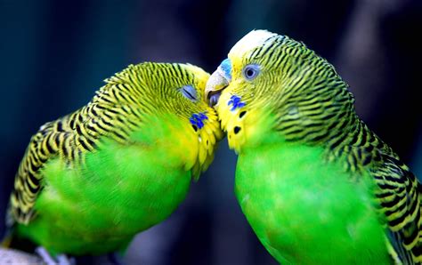 55 Cute Love Bird Colorful Parrot HD Wallpapers Download