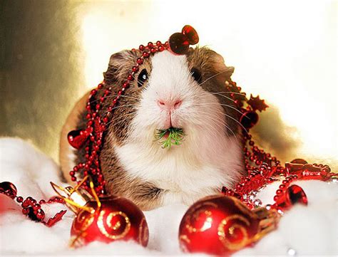 55 Pictures of Funny Animals Cutely Enjoying Christmas