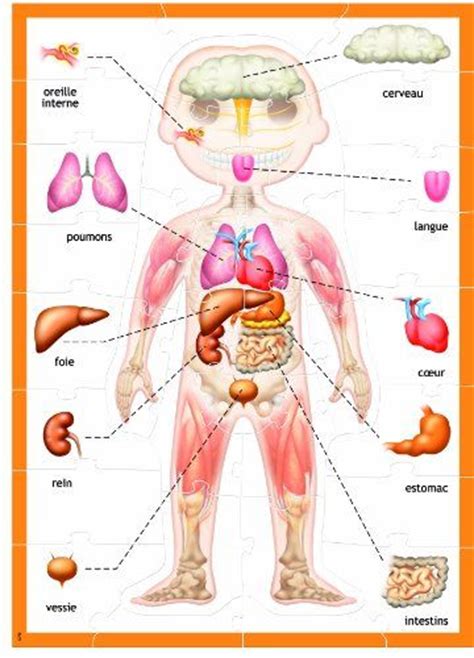 57 best images about cuerpo humano niños on Pinterest ...
