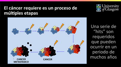 6.4   El cáncer es un proceso de múltiples etapas ...