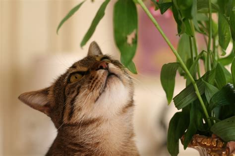 6 Common Plants that are Poisonous to Cats – Purrfect Cat ...