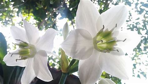 6 Delicadas Plantas De Interior Con Flor Blanca Que ...