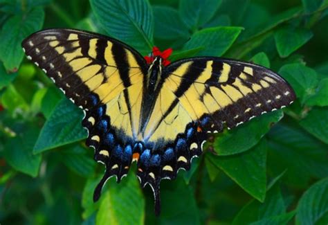 6 Different Types of Butterflies