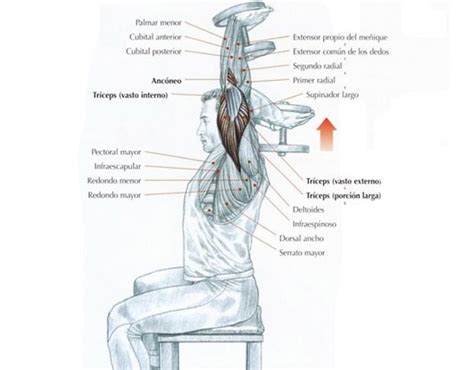 6 ejercicios de tríceps con mancuernas