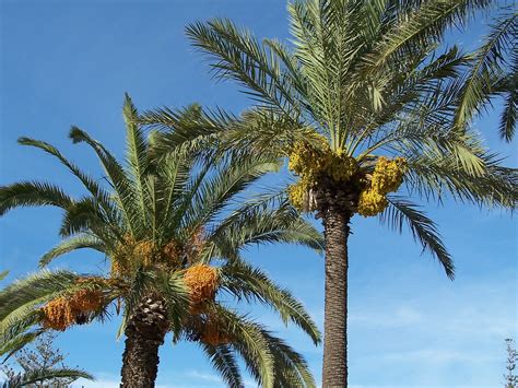 6 especies de palmeras Phoenix para decorar tu jardín