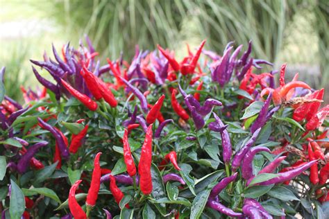 6 Fantastic Ornamental Pepper Plants To Grow This Year