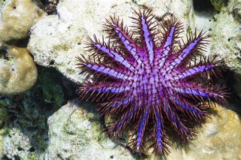 6 interesantes datos sobre las estrellas de mar, criaturas ...