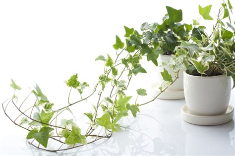 6 plantas de interior que purificarán el aire de tu casa ...