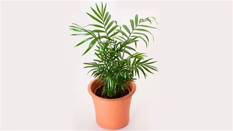 6 plantas muy resistentes y fáciles de cuidar   Decogarden