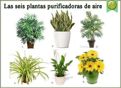 6 PLANTAS PURIFICADORAS DE AIRE   Remedios naturales