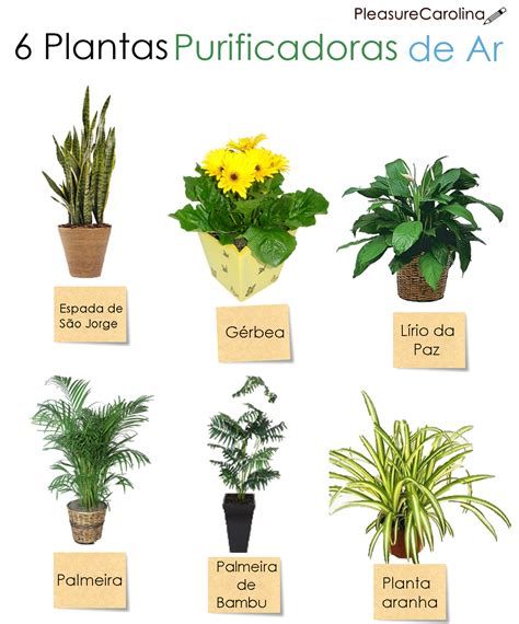 6 Plantas purificadoras de ar e decorativas | Pleasure ...