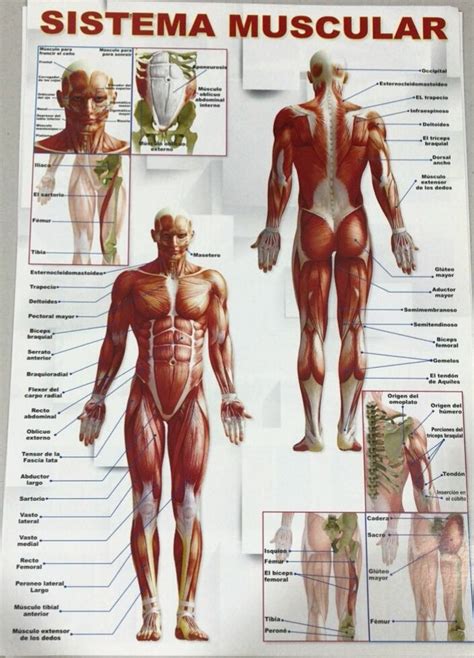 6 Poster Laminas Cuerpo Humano Musculos Vertebras ...